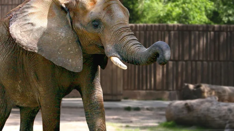 Fakta Menarik Tentang Hewan Gajah