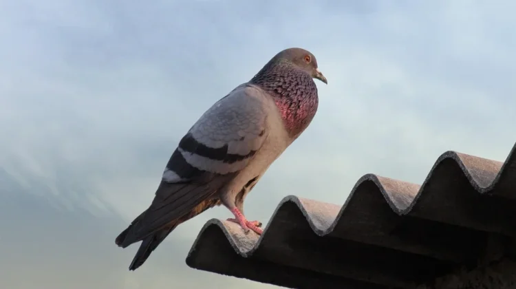 Burung Merpati, Sahabat Manusia yang Punya Kemampuan Istimewa