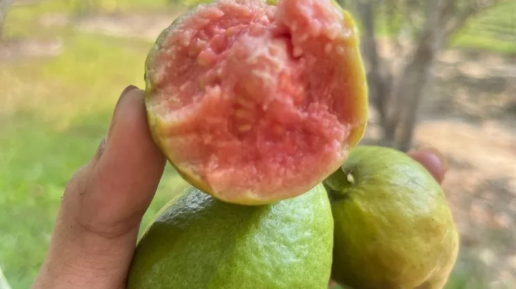 Khasiat di Balik Jambu Biji Merah