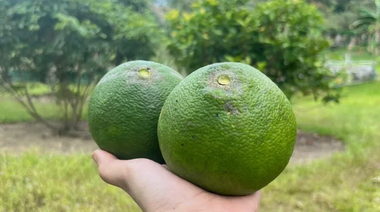 Jeruk Madu dan Ragam Manfaatnya