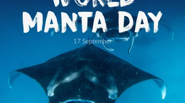 Hari Manta Sedunia Setiap 17 September, Simak Sejarahnya dan Tema 2026