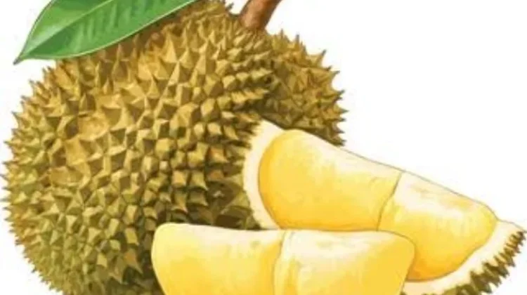 Enam Fakta tentang Buah Durian yang Sebaiknya Diketahui