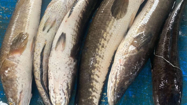 Manfaat Ikan Gabus untuk Kesehatan Tubuh