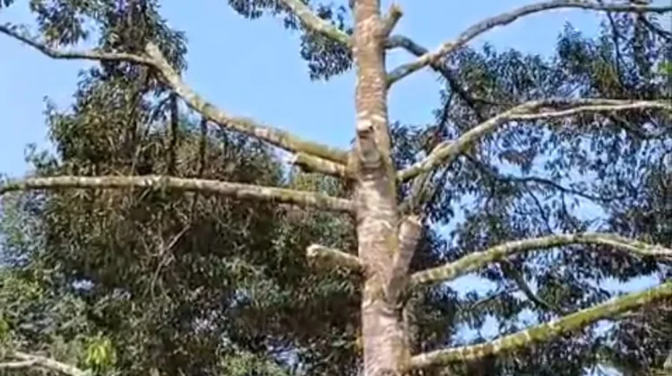 Pruning salah satu cara agar durian berbuah lebat