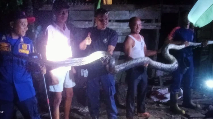 Damkarmat Natuna Evakuasi Ular Piton dari Rumah Warga