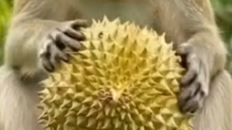Monyet Musuh Utama Petani Durian
