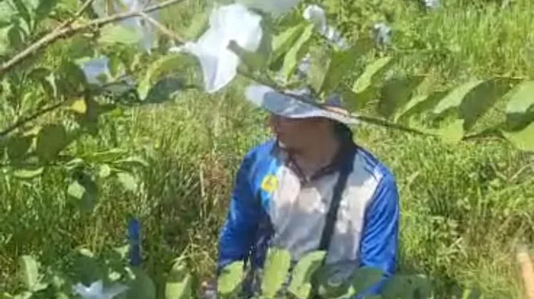 Prospek Jambu Biji Tukal di Natuna