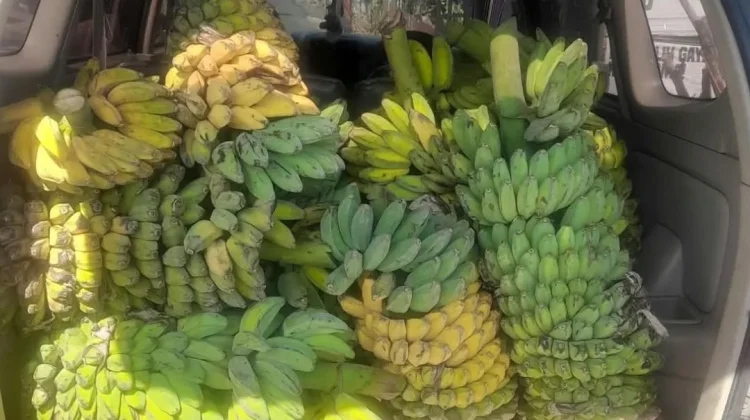 Pisang Kepok Natuna
