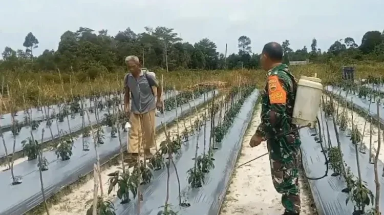 Perkuat Ketahanan Pangan, Babinsa Harapan Jaya Dampingi Petani Rawat Cabai
