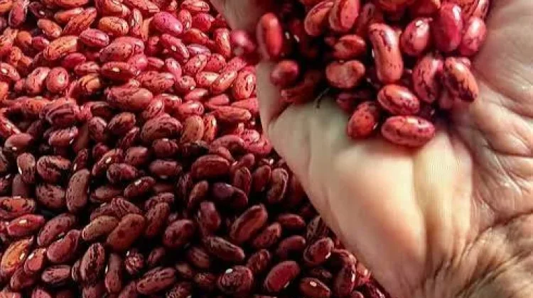 Manfaat Kacang Merah untuk Kesehatan Tubuh
