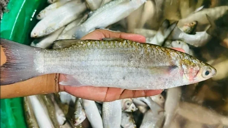 Manfaat Ikan Belanak untuk Kesehatan yang Jarang Kita Ketahui