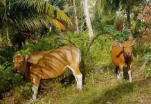 Tips Menjaga Kesehatan Sapi Potong agar Tidak Mudah Sakit