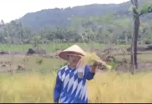 Desa Payak Serasan Timur Berhasil Panen Padi