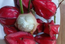 Belimbing Besi, Buah Endemik Natuna