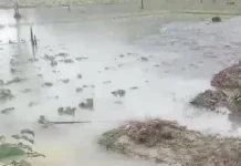 Hujan Lebat Rendam Lahan Pertanian  Serasan Timur