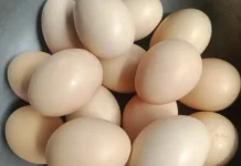 Manfaat Konsumsi Telur  Sumber Energi dan Protein