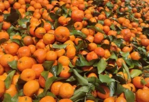 Khasiat Buah Jeruk bagi Tubuh Selama Puasa