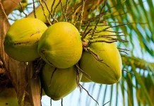 Air Kelapa Muda Jadi Pilihan Favorit Warga Ranai