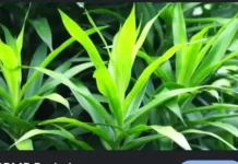 Manfaat Daun Suji untuk Kesehatan