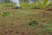 Prospek Kelapa Masa Kini