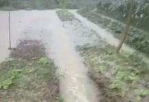 Petani Serasan Timur Rugi Jutaan akibat Banjir