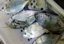 Pesta Strike: Ikan Kwe Serbu Perairan Natuna