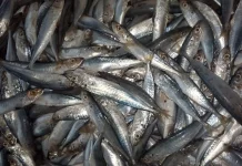 Musim Utara Berakhir "Panen Raya" Ikan Tamban