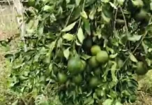 Prospek Jeruk Madu di Natuna