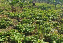 Prospek Ketela Rambat di Lahan Tidur