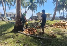 Babinsa Bantu Petani Kelapa Kadur