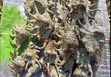 Kerang Khangak Natuna