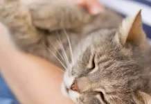 Sejarah Hari Penyelamatan Kucing Internasional Setiap 2 Maret