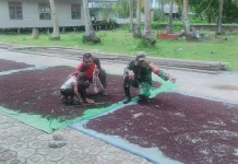 Babinsa Kadur Bantu Jemur Cengkeh