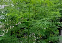 Superfood Lokal, Manfaat Daun Kelor untuk Kesehatan