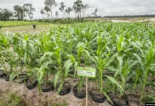 Transformasi Ketahanan Pangan Nasional Melalui Food Estate