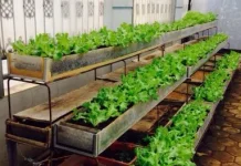 Fenomena Berkebun Urban Sebagai Gaya Hidup Modern
