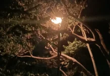 Damkar Natuna Evakuasi Sarang Tawon di Batu Ampar