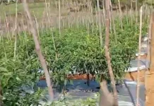 Menjaga Ladang, Menjaga Iman