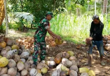 Babinsa Kelurahan Sabang Barat Bantu Warga Petani Kupas Kelapa