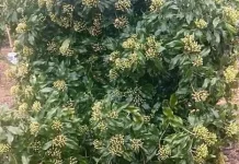 Panen Cengkeh Natuna Menurun