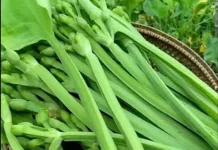 Daun Genjer, dengan Manfaat yang Melimpah