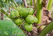 Harga Kelapa Natuna Turun Selama Bulan Ramadhan