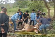 SPPG Bunguran Selatan Sembelih Sapi untuk Program MBG