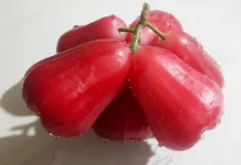 Jambu Citra Jadi Pilihan Takjil Segar untuk Berbuka Puasa
