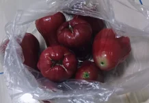 Perbedaan Jambu Air Citra dengan Jambu Air Varietas Lain