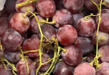 Bahaya Konsumsi Buah Anggur Merah Secara Berlebihan untuk Kesehatan