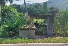 Pedagang Air Kelapa Muda di Sepempang Raih Berkah  Ramadhan