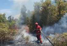 Kebakaran Lahan Sujung Hanguskan Belasan Hektare Area