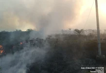 Kebakaran Lahan Batubi Hanguskan Dua Puluh Hektar