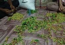 Tips Merawat Tanaman Cengkeh agar Tumbuh Subur